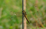 Black-tailed Skimmer (Young male, Orthetrum cancellatum)